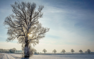 Картинка природа зима дорога дерево снег