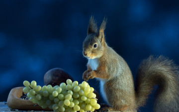 Картинка животные белки фон виноград белка серая