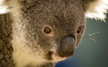 Картинка животные коалы австралия сумчатое травоядное коала