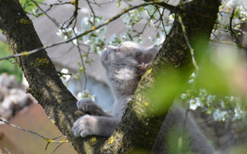 Картинка животные коты кот дерево шотландец любопытство весна