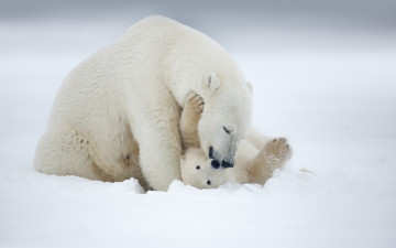 обоя животные, медведи, белые, arctic, alaska, polar, bear