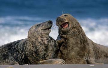 Картинка животные тюлени +морские+львы +морские+котики германия гельголанд серые