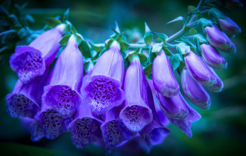 Картинка цветы дигиталис+ наперстянка фиолетово бутоны foxglove