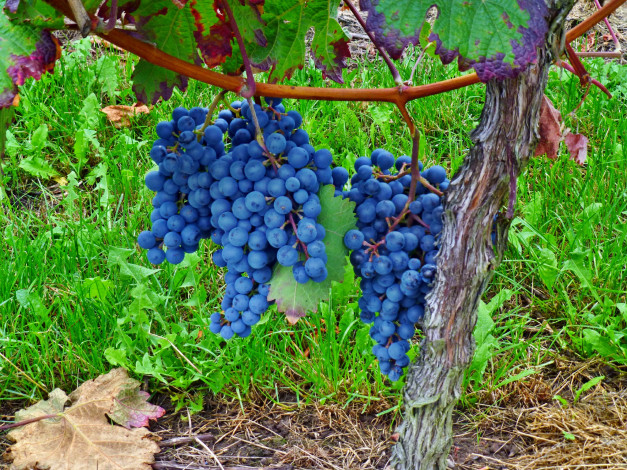Обои картинки фото природа, Ягоды,  виноград, лоза