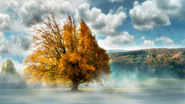 Обои картинки фото природа, деревья, пейзаж, туман, дерево