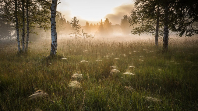 Обои картинки фото природа, луга, туман, утро, берёзы