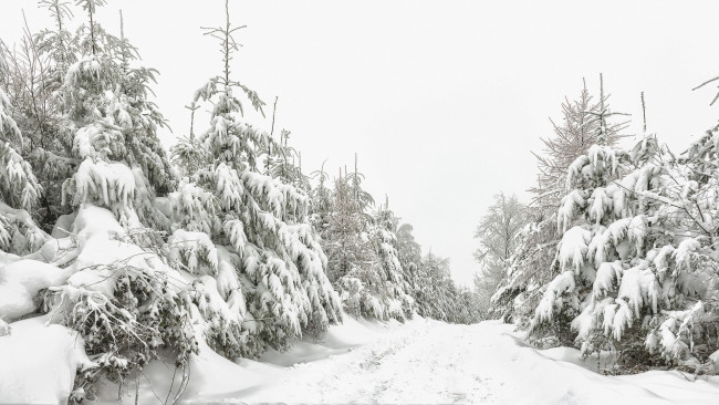Обои картинки фото природа, зима, снег, лес, дорога
