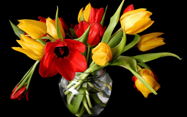 Обои картинки фото цветы, тюльпаны, ваза, красные, желтые, черный, фон, бутоны, весна