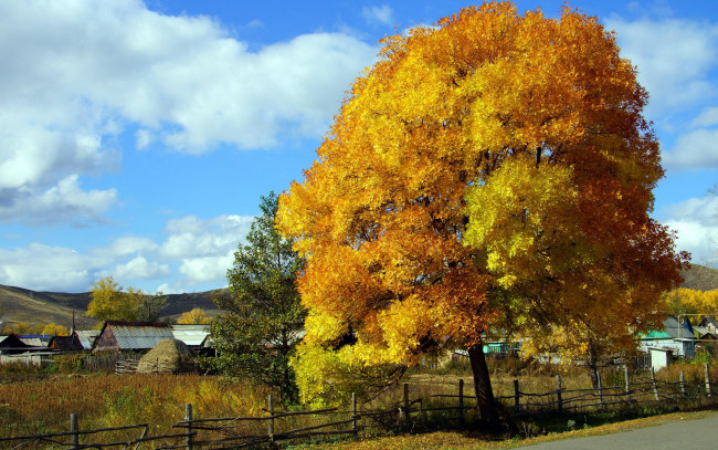Обои картинки фото природа, деревья, осень, дерево, изгородь, дома, село
