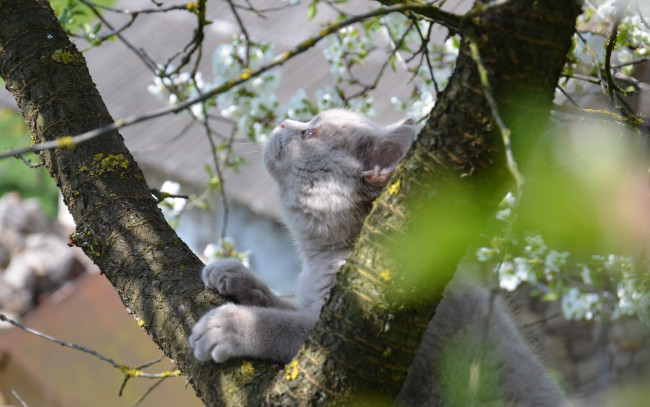 Обои картинки фото животные, коты, кот, дерево, шотландец, любопытство, весна