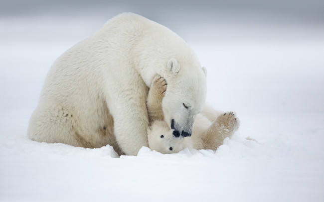 Обои картинки фото животные, медведи, белые, arctic, alaska, polar, bear