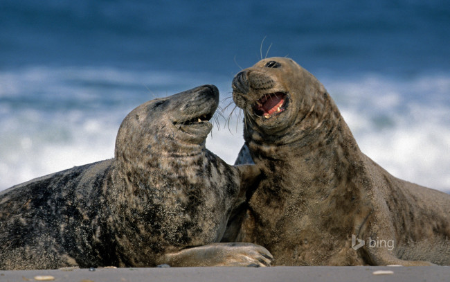 Обои картинки фото животные, тюлени,  морские львы,  морские котики, германия, гельголанд, серые