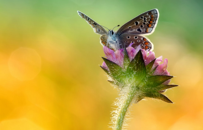Обои картинки фото животные, бабочки,  мотыльки,  моли, крылья, макро, цветок, бабочка, насекомое