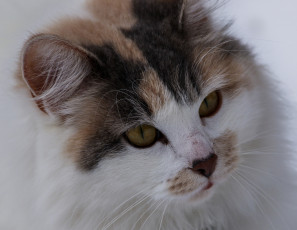Картинка животные коты портрет мордочка кошка
