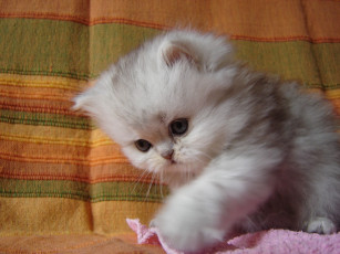 Картинка животные коты котёнок пушистый малыш