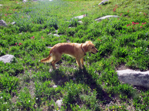 Картинка животные собаки цветы камни трава