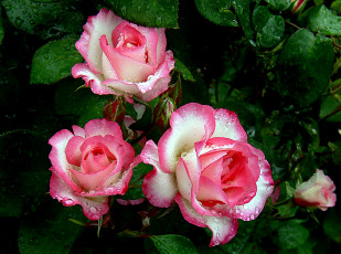 Картинка цветы розы капли двухцветные