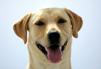 Картинка животные собаки улыбка голова язык лабрадор пес собака