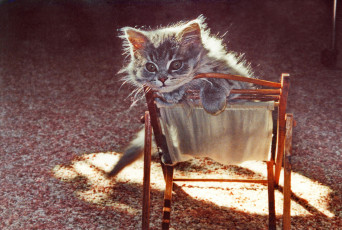 Картинка животные коты котёнок стульчик текстура