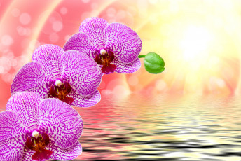 Картинка цветы орхидеи лучи фон фиолетовые крупным планом боке вода рябь солнце блики капли