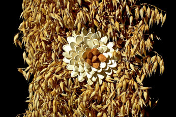 Картинка еда крупы +зерно +специи +семечки композиция косточки тыквенные семечки