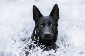 Картинка животные собаки взгляд собака немецкая овчарка трава морда