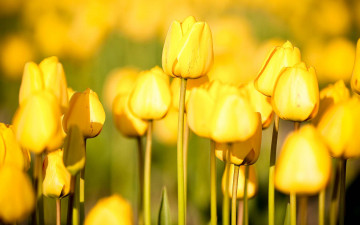 Картинка цветы тюльпаны поле желтые