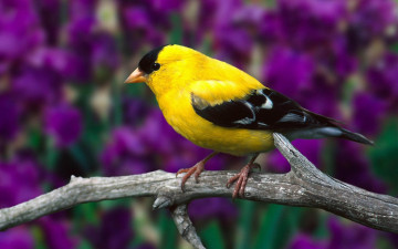 Картинка животные птицы ветка птица желтая