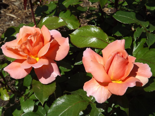 Обои картинки фото цветы, розы, персиковый