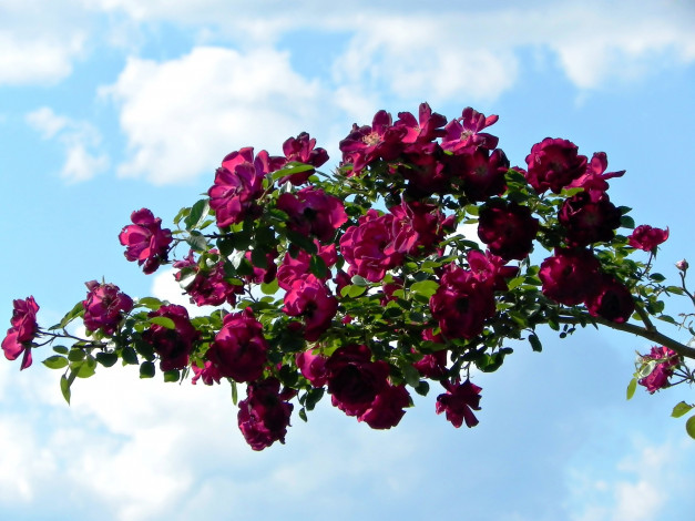 Обои картинки фото цветы, розы, ветка, небо, облака