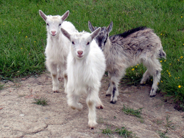 Обои картинки фото животные, козы, трио