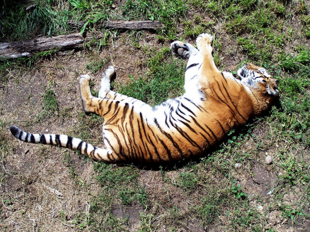 Обои картинки фото животные, тигры, сон, животное, дикое, трава