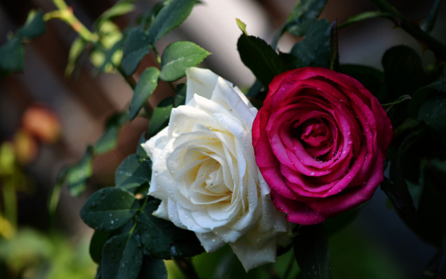 Обои картинки фото цветы, розы, дуэт, бутоны