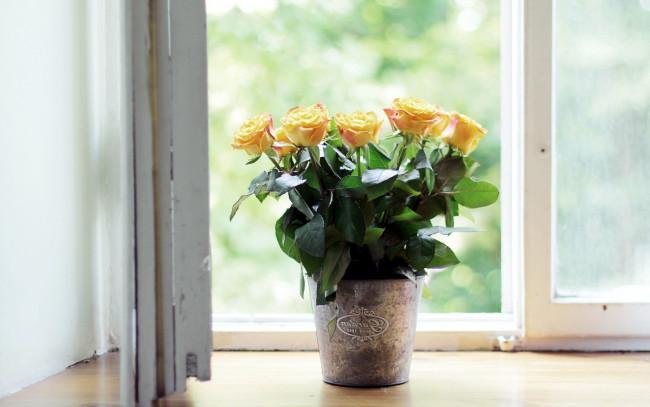 Обои картинки фото цветы, розы, вазон, окно