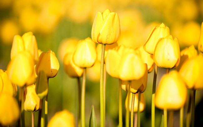 Обои картинки фото цветы, тюльпаны, поле, желтые