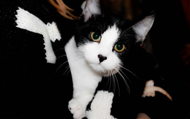 Обои картинки фото животные, коты, шарф, кот, кошка, черно-белая