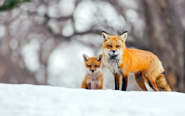 Обои картинки фото животные, лисы, снег, зима, лисенок