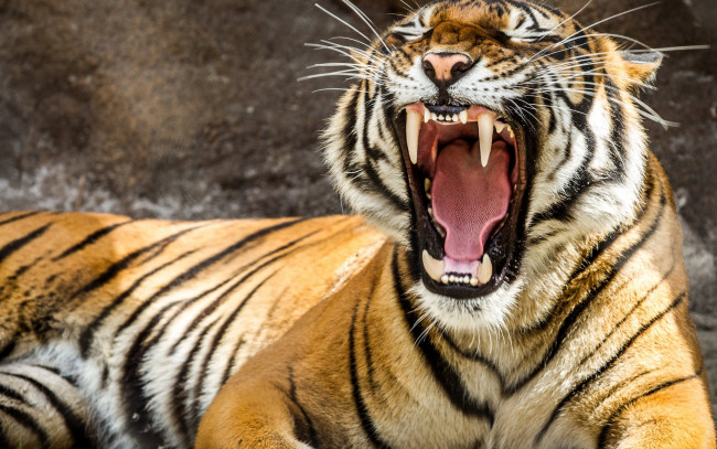 Обои картинки фото животные, тигры, тигр, хищник, зевок, зверь, рыжий