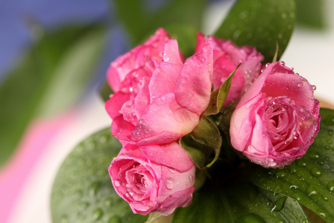 Обои картинки фото цветы, розы, капли, бутоны, розовые