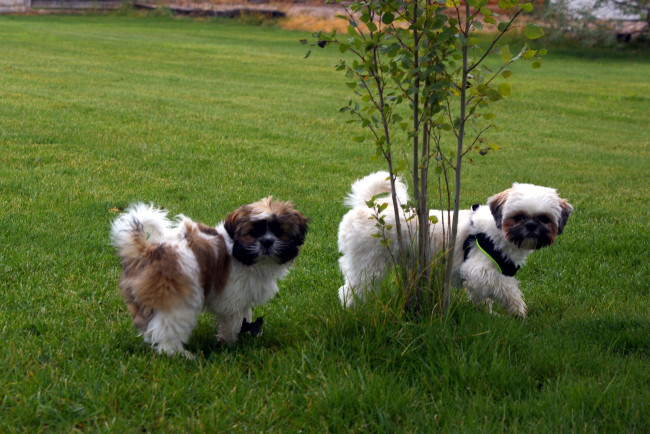 Обои картинки фото животные, собаки, забавные, деревце, лето, трава