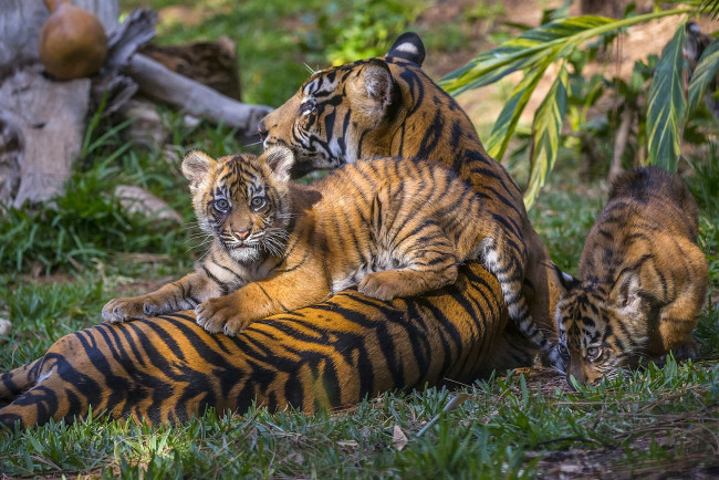 Обои картинки фото животные, тигры, тигрята, материнство, детёныши, тигрица