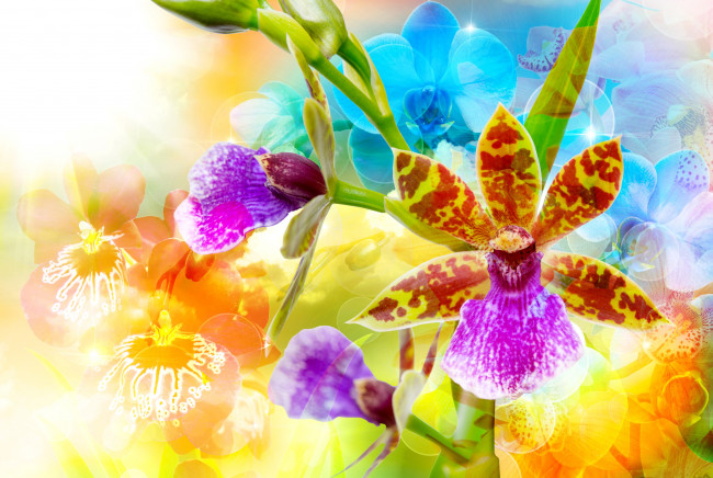 Обои картинки фото цветы, орхидеи, разноцветные, фон, яркие, блики, крупным, планом