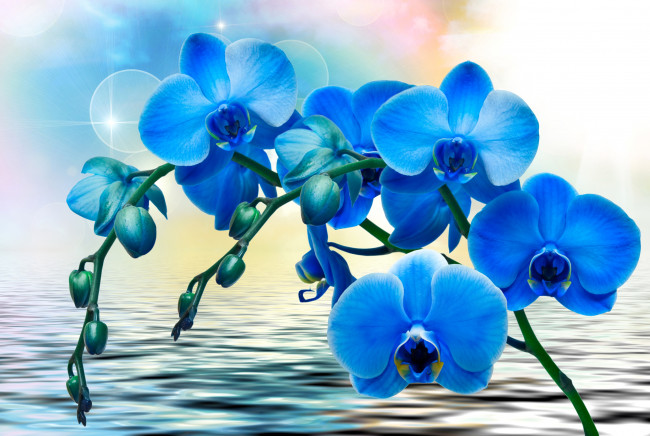 Обои картинки фото цветы, орхидеи, синие, вода, фон, блики