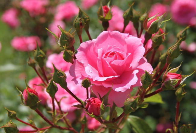 Обои картинки фото цветы, розы, бутоны, много, розовый