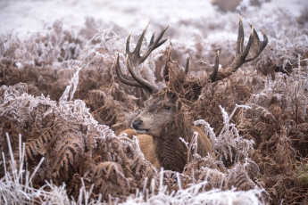Картинка животные олени олень природа трава иней животное снег зима