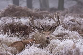 Картинка животные олени животное снег зима природа иней трава олень