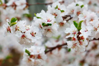 Картинка разное компьютерный+дизайн флора путешествия путешествие природа корея сакура растения апрель весна азия цветы цветок