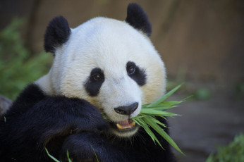 Картинка животные панды панда мишка бамбук еда