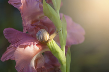 Картинка животные улитки макро гладиолус цветы цветок улитка