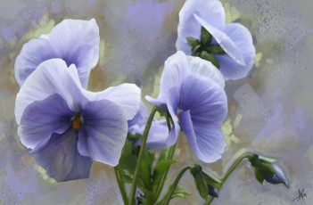 Картинка рисованное цветы виола анютины глазки